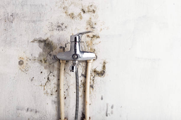 Best Commercial Mold Removal  in Flowood, MS