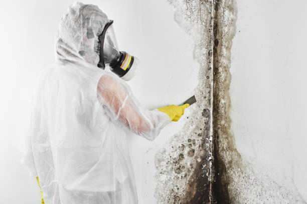 Best Black Mold Removal  in Flowood, MS
