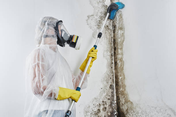 Best Fast Mold Removal  in Flowood, MS