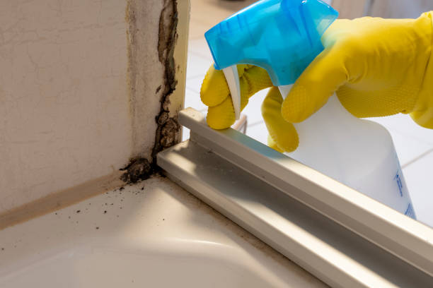 Best Local Mold Removal Service  in Flowood, MS