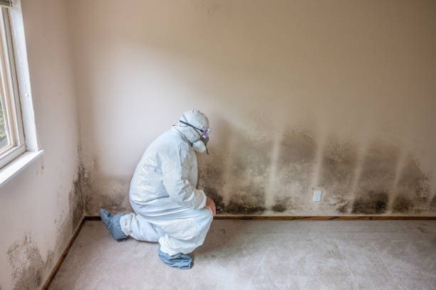 Best Attic Mold Removal  in Flowood, MS
